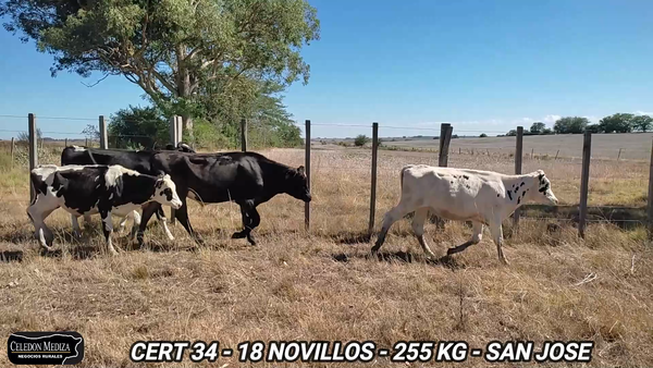 Lote 18 Novillos 1 a 2 años en San José , San José