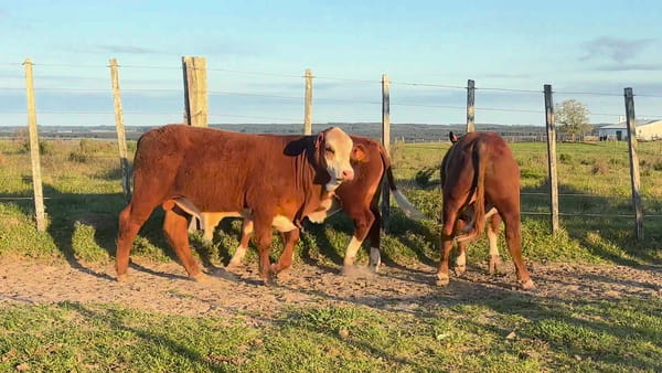 Lote Terneros