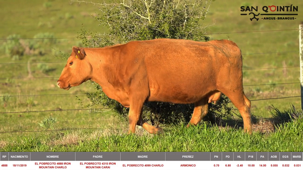 Lote VIENTRES PREÑADOS ABERDEEN ANGUS PI