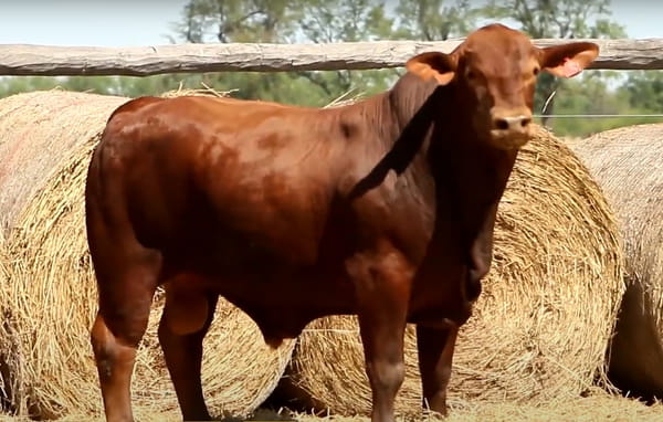 Lote TOROS DE 2 AÑOS