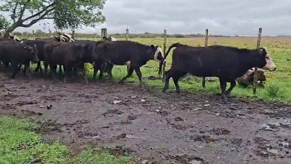 Lote VAQUILLONAS ENTORADAS
