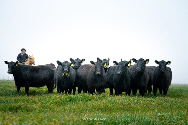 Lote VAQUILLONAS ANGUS NEGRAS  PC C/GTÍA DE PREÑEZ