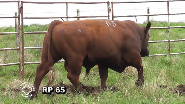 Lote Toro 2 años | S.A.