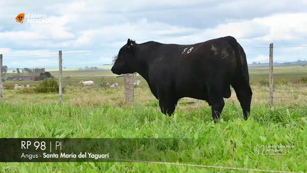 Lote RP 98