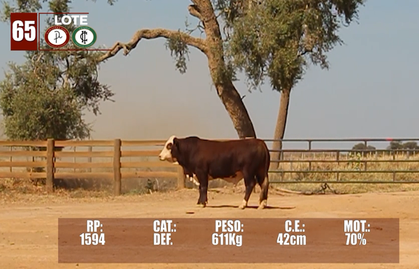 Lote Lote 65