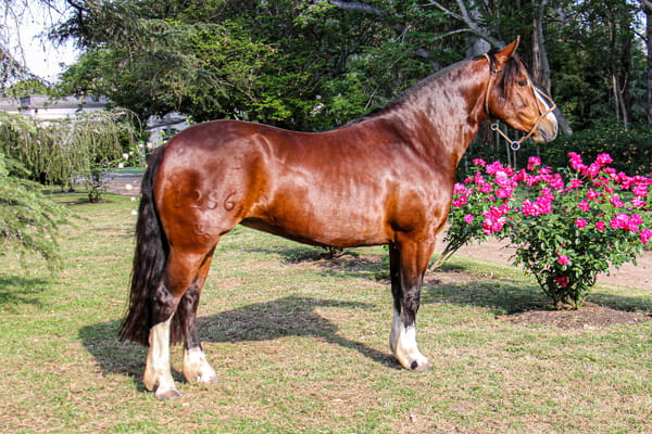 Lote RP 1286 - QUELEN JARANA