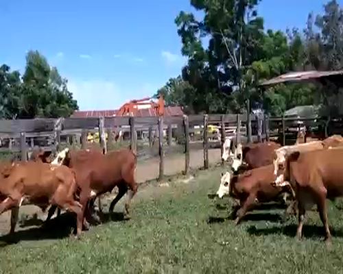 Lote 70 Terneros en Berón de Astrada, Corrientes