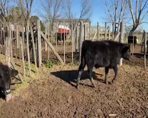Lote 39 Terneros de 230Kg en La Plata, Buenos Aires