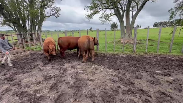 Lote Lote 1 - Doña Mila