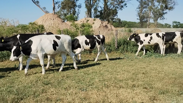 Lote 27 Novillo Holando Argentino en POrteña, Córdoba