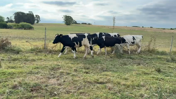 Lote VAQUILLONAS 1 a 2 AÑOS