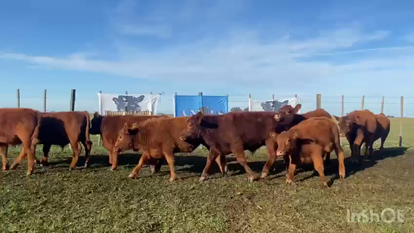 Lote 65 Terneros en Casalins, Buenos Aires