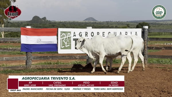 Lote VAQ. PREÑADAS