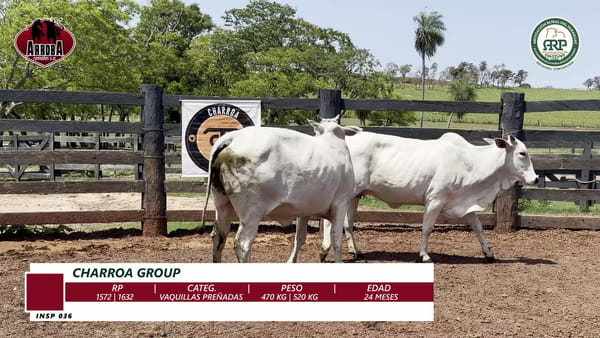 Lote VAQUILLAS PREÑADAS
