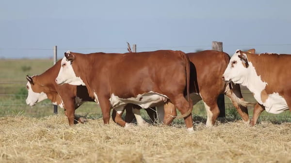 Lote Vaquillonas Braford Controladas -  Preñadas
