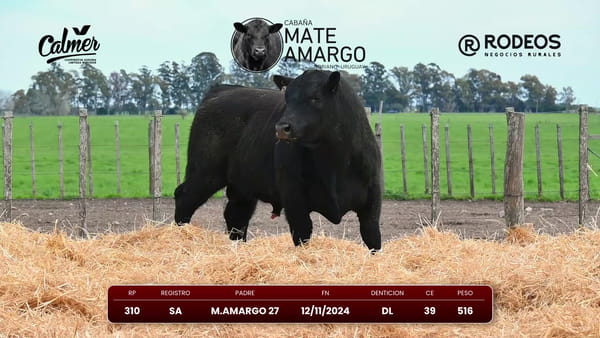 Lote RP 310 SA