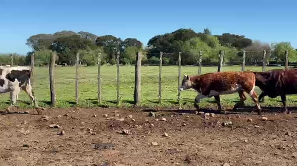 Lote VACAS PREÑADAS CRUZAS / 18 VAQUILLONAS
