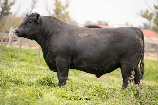 Lote TOROS ANGUS  PP