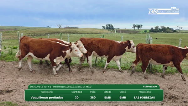 Lote (Vendido)30 Vaquillonas Preñadas 360kg - , Cerro Largo