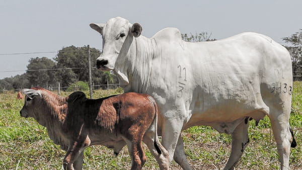 Lote LOTE 38