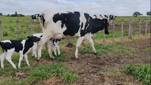 Lote 2 Vaquillonas  500kg - , San José