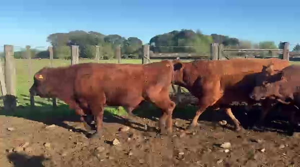 Lote TOROS ANGUS Y BRANGUS COLORADOS