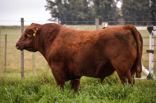 Lote ABERDEEN ANGUS PEDREGREE