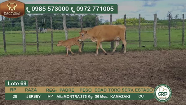 Lote (Vendido)Hembras JERSEY, Ñeembucú