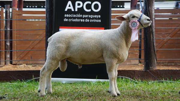 Lote Texel Expo Internacional 2022 - Lote 2