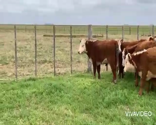 Lote 44 Terneros/as en Castelli, Buenos Aires