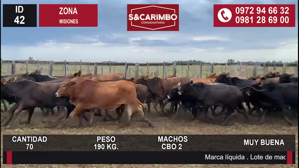 Lote Desmamantes machos CBO 2