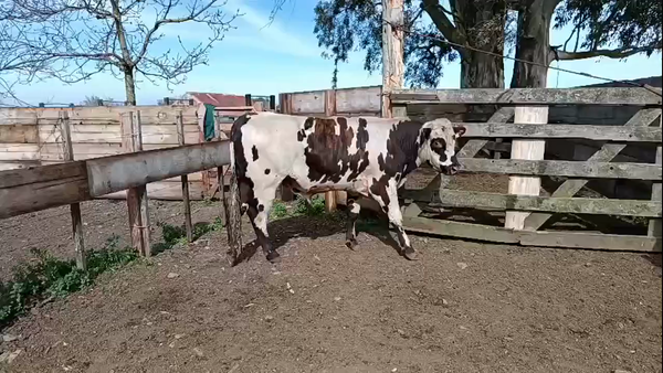Lote Toros 500kg - , San José