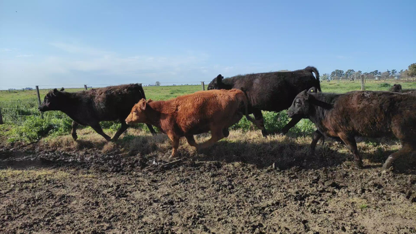 Lote 55 Novillitos en Saladillo, Buenos Aires