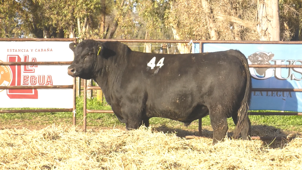 Lote TOROS ANGUS NEGROS  PC