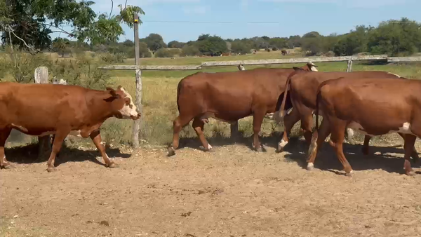 Lote 21 Vacas nuevas C/ gtia de preñez en Corrientes, Paso de Los Libres