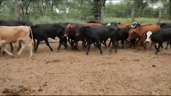 Lote 58 Novillitos y vaquillonas en Quimilí, Santiago del Estero