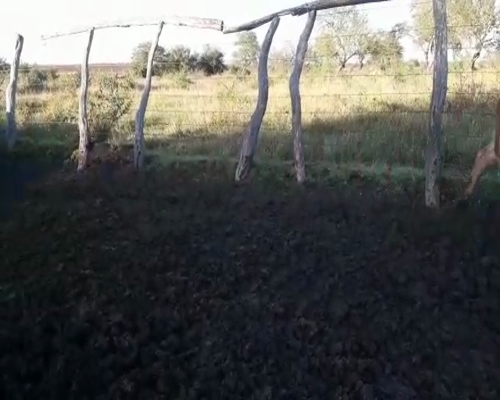 Lote 35 Terneros en Concordia, Entre Ríos