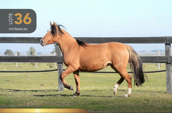 Lote Aquerenciada Pirueta