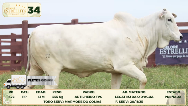 Lote LOTE 34
