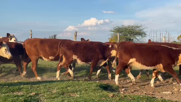 Lote 21 Vacas nuevas C/ gtia de preñez en Corrientes, Curuzú-Cuatiá