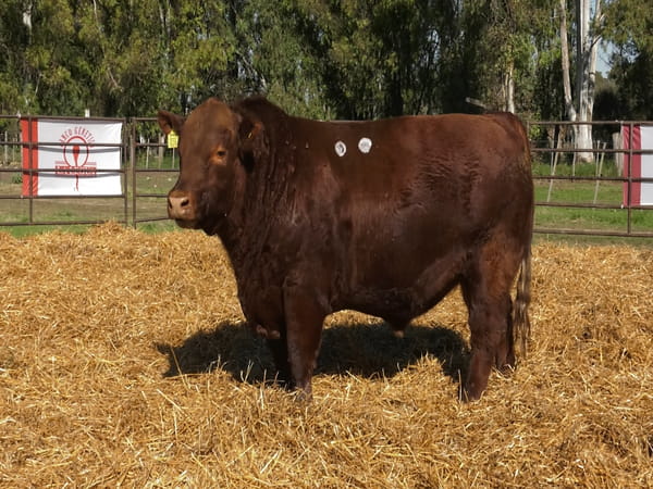 Lote TOROS ANGUS PP