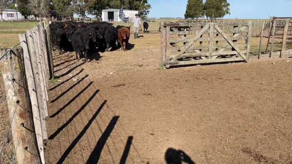 Lote 70 TERNS. MACHOS, OLAVARRÍA. BS. AS.