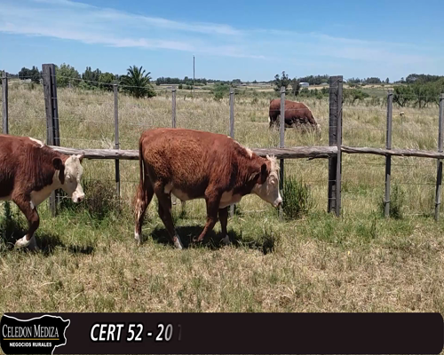 Lote 20 Terneros 8AA, 6AAxHE, 7RAxHE,  2RA, 2HE, 1CHxHE, 1SHxHE, 1HO, 1NOxRA 246kg -  en  - RUTA 107 A 10 KM DE SAUCE