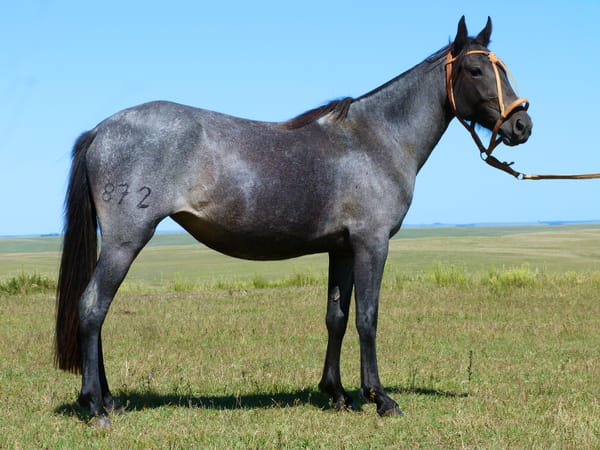 Lote Conquistadora Salpay