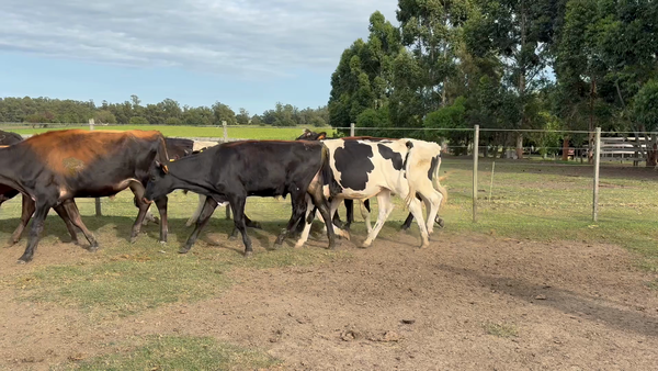 Lote NOVILLOS 1 a 2 AÑOS