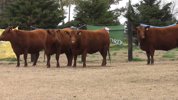 Lote VAQ.  ANGUS PC COLORADAS PREÑADAS PARICION PRIMAVERA