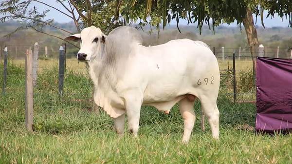 Lote LOTE 46