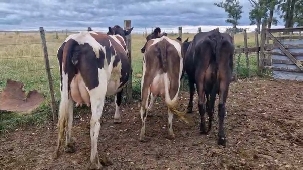 Lote 3 Vaca, San José