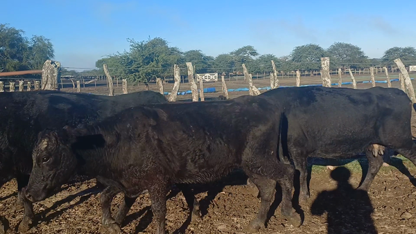 Lote 5 Vacas p/ invernar