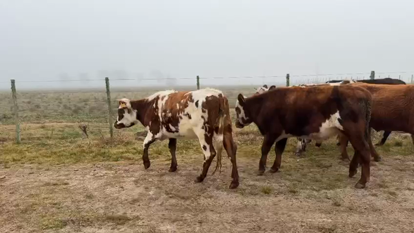 Lote NOVILLOS Y VAQUILLONAS 1a2 AÑOS